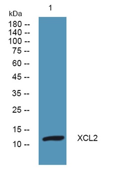 XCL2 rabbit pAb Antibody