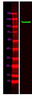 MIB2 rabbit pAb Antibody