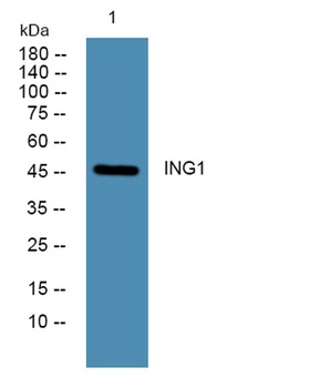ING1 rabbit pAb Antibody