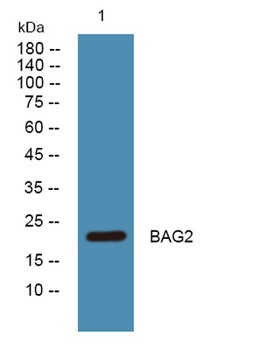BAG2 rabbit pAb Antibody