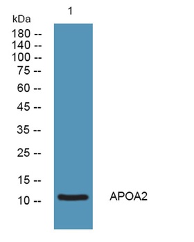 APOA2 rabbit pAb Antibody