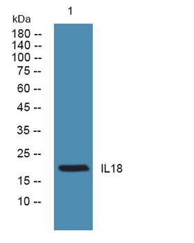 IL18 rabbit pAb Antibody