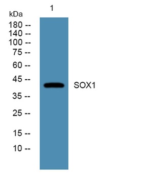 SOX1 rabbit pAb Antibody