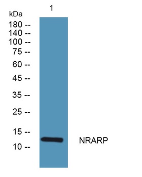 NRARP rabbit pAb Antibody
