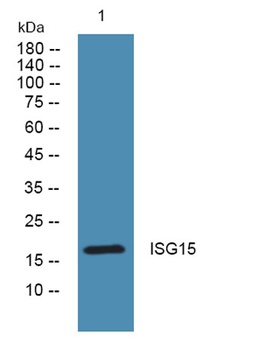 ISG15 rabbit pAb Antibody