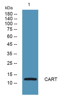 CART rabbit pAb Antibody
