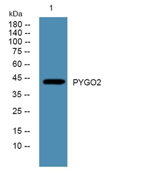 PYGO2 rabbit pAb Antibody
