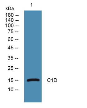 C1D rabbit pAb Antibody