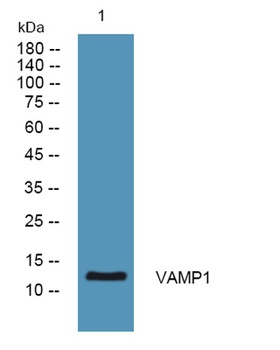 VAMP1 rabbit pAb Antibody