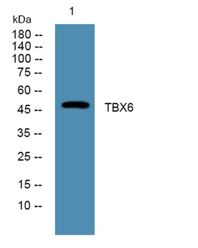 TBX6 rabbit pAb Antibody