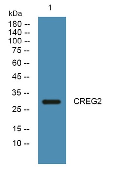 CREG2 rabbit pAb Antibody