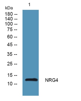 NRG4 rabbit pAb Antibody