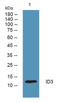 ID3 rabbit pAb Antibody