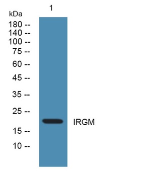 IRGM rabbit pAb Antibody
