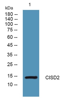CISD2 rabbit pAb Antibody