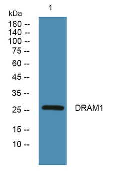 DRAM1 rabbit pAb Antibody