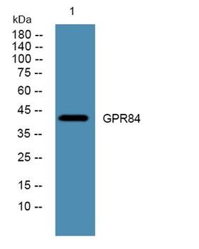 GPR84 rabbit pAb Antibody