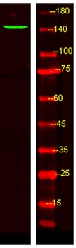 LPHN3 rabbit pAb Antibody