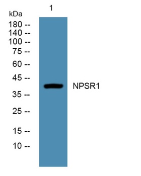 NPSR1 rabbit pAb Antibody