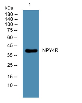 NPY4R rabbit pAb Antibody
