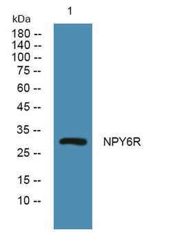 NPY6R rabbit pAb Antibody