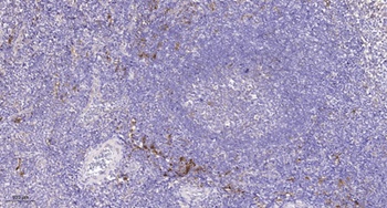 FAT2 rabbit pAb Antibody
