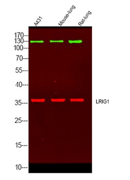 LRIG1 rabbit pAb Antibody