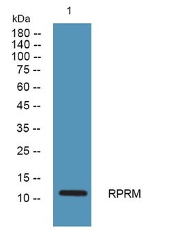 RPRM rabbit pAb Antibody