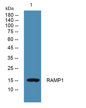 RAMP1 rabbit pAb Antibody