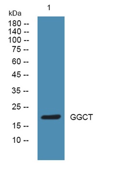 GGCT rabbit pAb Antibody