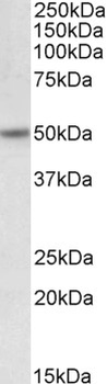 Orexin Receptor 2 (aa405-419) Antibody