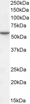MKRN1 (aa105-118) Antibody