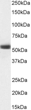 MKRN1 (aa105-118) Antibody