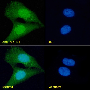 MKRN1 (aa105-118) Antibody