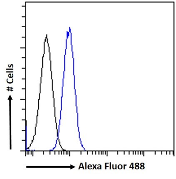MKRN1 (aa105-118) Antibody