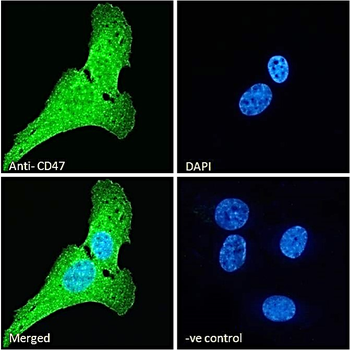 CD47 Antibody