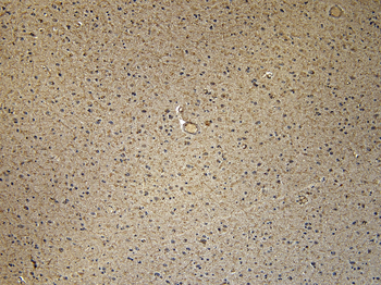 CD47 Antibody