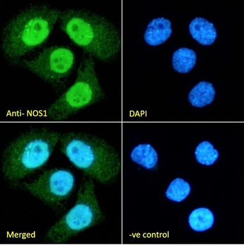 NOS1 Antibody