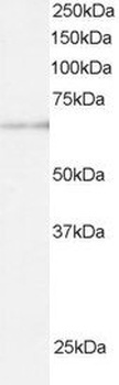 ARIH1/HHARI Antibody
