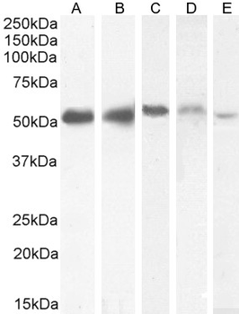 KPNA2/IPOA1 Antibody
