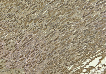 SIRT4 Antibody