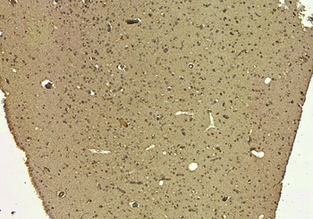 SIRT4 Antibody