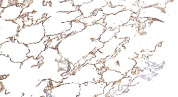 GAPDH (C Terminus) Loading Control Antibody