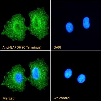 GAPDH (C Terminus) Loading Control Antibody