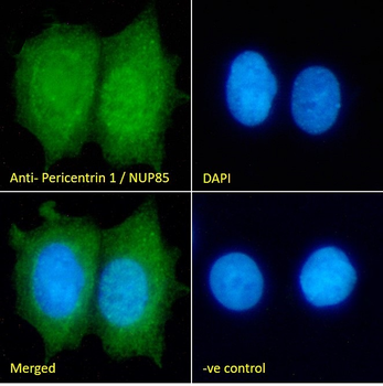 Pericentrin 1/NUP85 Antibody