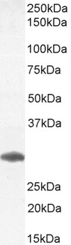 Goat anti-FOXI1 / FKHL10 Antibody