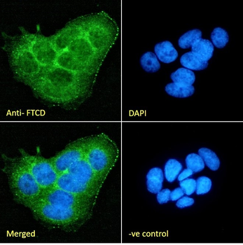 58KGolgi protein(Internal)/FTCD Antibody