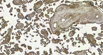 ENPP1/PC1 Antibody