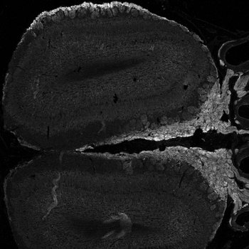 NCAM2/OCAM Antibody