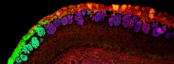 NCAM2/OCAM Antibody